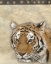 Picture of TIGER AFRICA 2