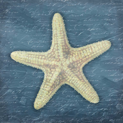 Picture of STAR FISH LIGHT BLUE