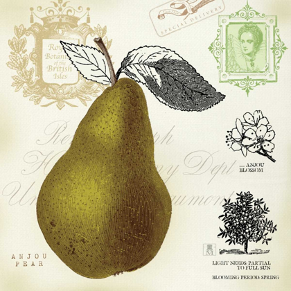 Picture of PEAR NOTES