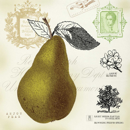 Picture of PEAR NOTES