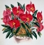 Picture of SOPHRONITIS GRANDIFLORA