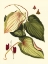 Picture of BUCHOZ LEAVES III