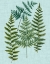 Picture of SPA FERNS II