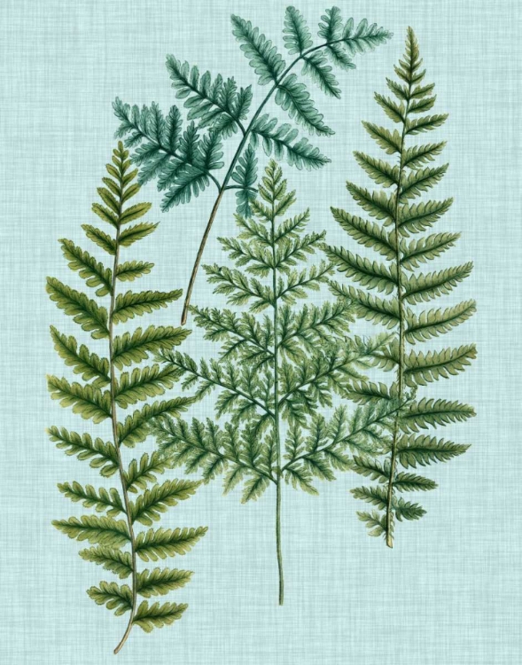 Picture of SPA FERNS II
