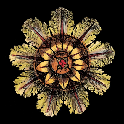 Picture of ROSETTE ON BLACK IV