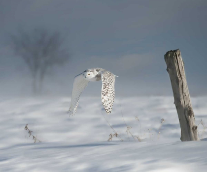 Picture of OWL IN FLIGHT VI