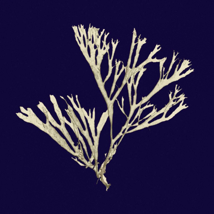 Picture of SEAWEED ON NAVY II