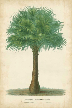 Picture of PALM OF THE TROPICS I