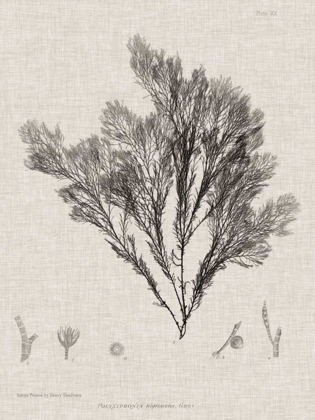 Picture of CHARCOAL AND LINEN SEAWEED V