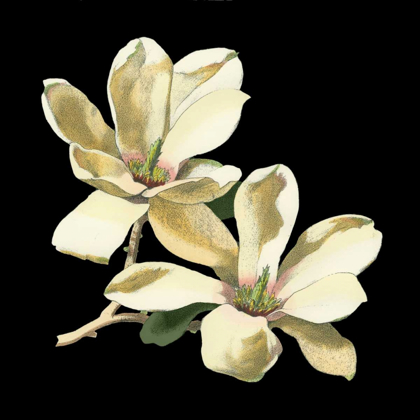 Picture of MIDNIGHT MAGNOLIAS II