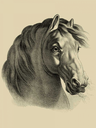 Picture of EQUESTRIAN PORTRAIT II