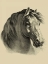 Picture of EQUESTRIAN PORTRAIT II