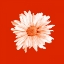 Picture of VIVID BOUQUET