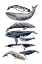 Picture of WHALE DISPLAY II