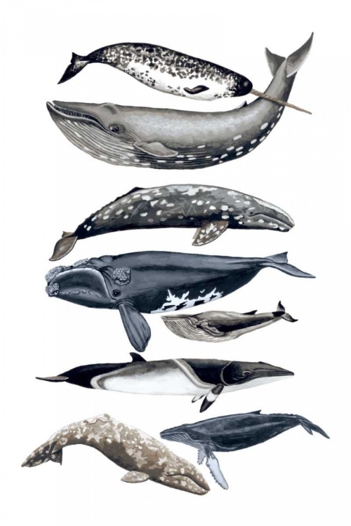 Picture of WHALE DISPLAY II