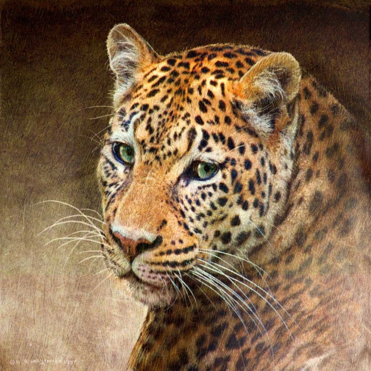 Picture of LEOPARD