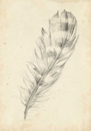 Picture of FEATHER SKETCH II