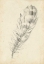 Picture of FEATHER SKETCH II