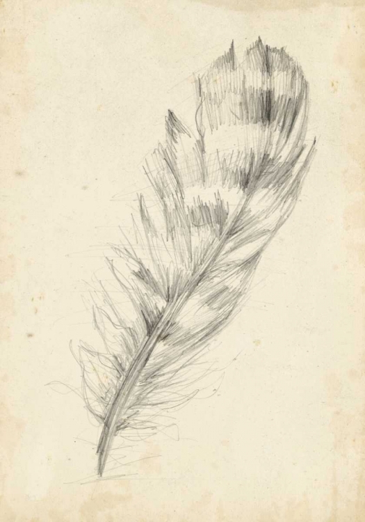 Picture of FEATHER SKETCH II