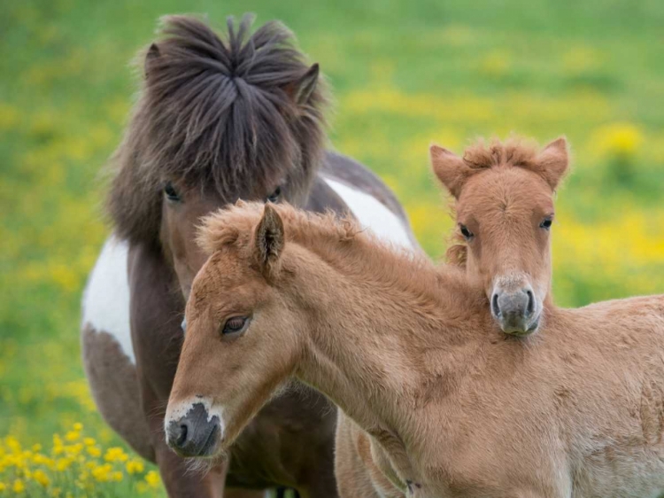 Picture of ICELANDIC HORSES IV