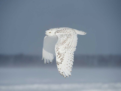 Picture of OWL IN FLIGHT IV