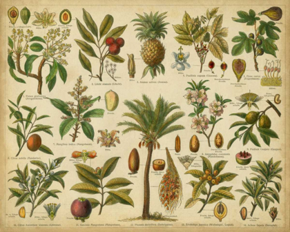 Picture of CLASSIFICATION OF TROPICAL PLANTS