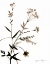 Picture of WATERMARK WILDFLOWERS VIII
