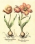 Picture of BULB GARDEN III