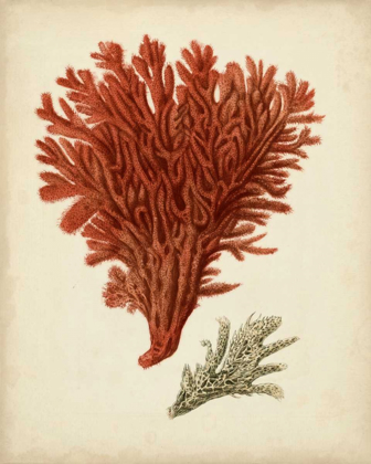 Picture of ANTIQUE RED CORAL V