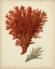 Picture of ANTIQUE RED CORAL V