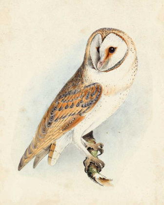 Picture of MEYER BARN OWL