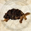 Picture of STEAM PUNK TURTLE II