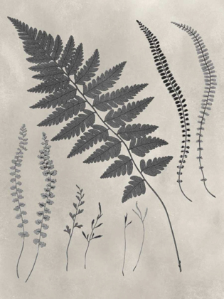 Picture of VINTAGE FERN STUDY II