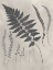 Picture of VINTAGE FERN STUDY II