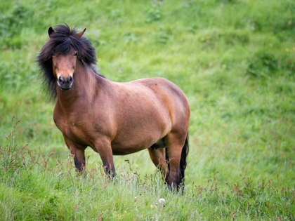 Picture of ICELANDIC HORSES II