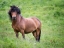 Picture of ICELANDIC HORSES II
