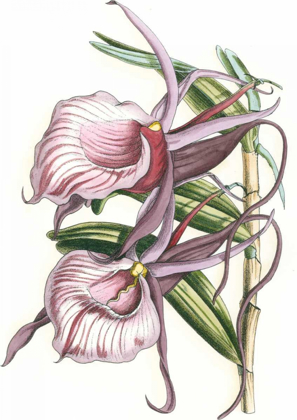 Picture of LILAC ORCHID IV