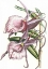 Picture of LILAC ORCHID IV