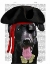 Picture of BLACK LABRADOR PIRATE