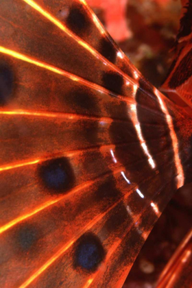 Picture of FLAMING FLYER - PALAU, MICRONESIA