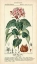 Picture of BOTANIQUE STUDY IN PINK I