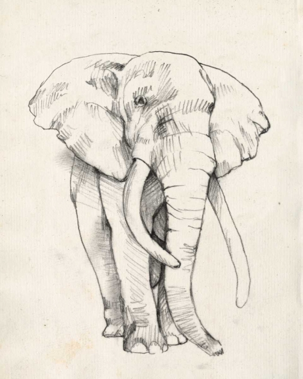 Picture of ELEPHANT PORTRAIT II