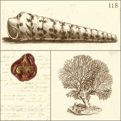 Picture of SHELL CLASSIFICATION I