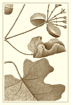 Picture of CROPPED SEPIA BOTANICAL I