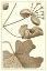 Picture of CROPPED SEPIA BOTANICAL I