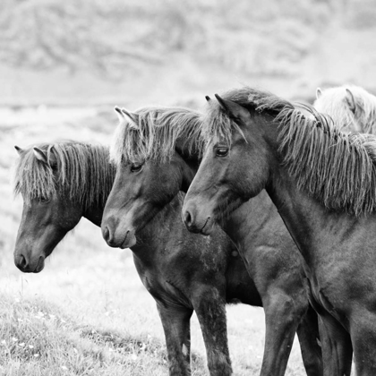 Picture of BANDW HORSES X