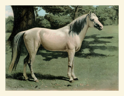 Picture of CASSELLS HORSE I