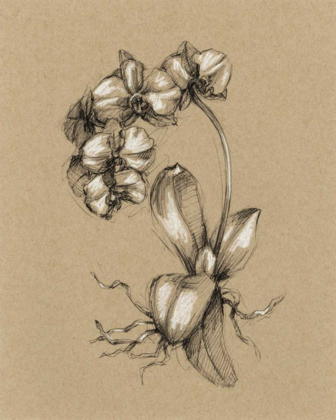 Picture of BOTANICAL SKETCH BLACK AND WHITE V