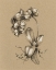 Picture of BOTANICAL SKETCH BLACK AND WHITE V