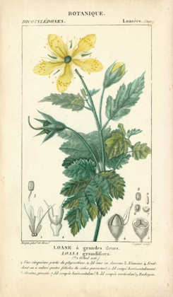 Picture of BOTANIQUE STUDY IN YELLOW IV